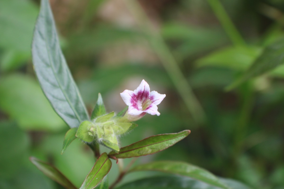 Strobilanthes glaucescens Nees